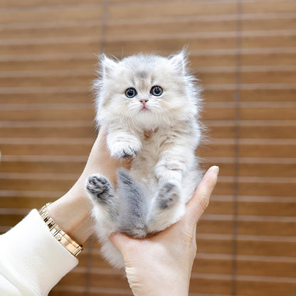 Munchkin - Konchip (Female)