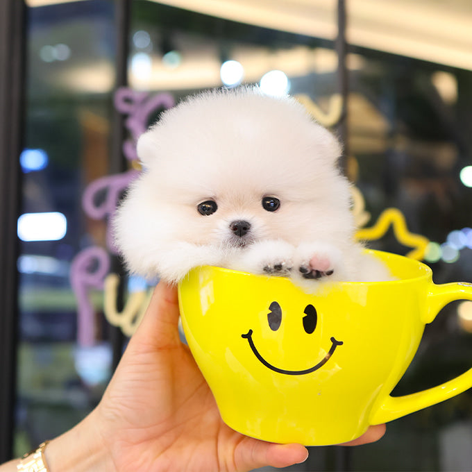 Pomeranian - Pika (Female)