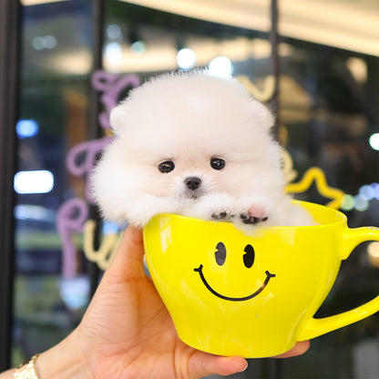 Pomeranian - Pika (Female)