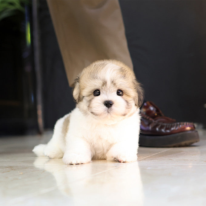 Coton de Tulear - Bangja (Male)