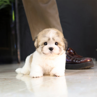 Coton de Tulear - Bangja (Male)