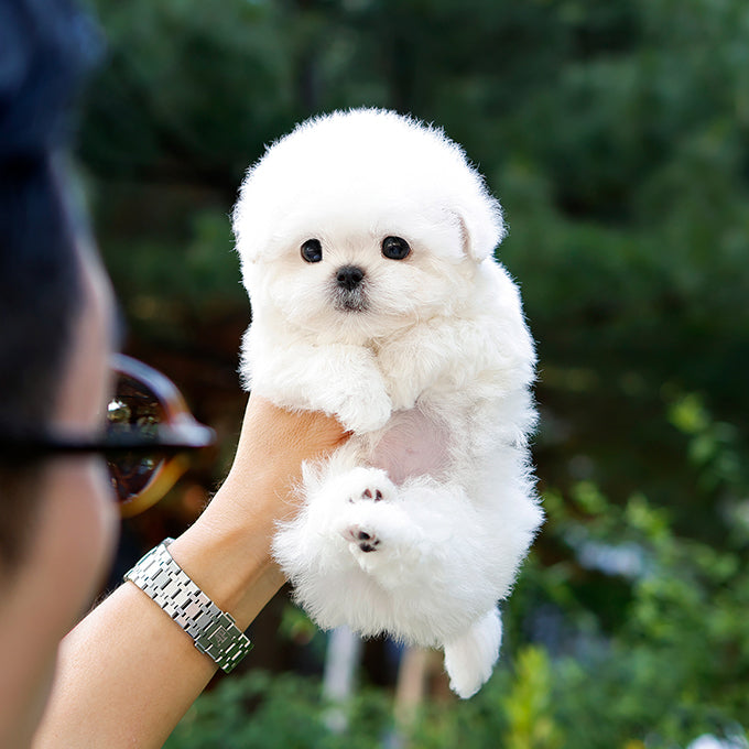 Bichon Frise - Nobin (Male)