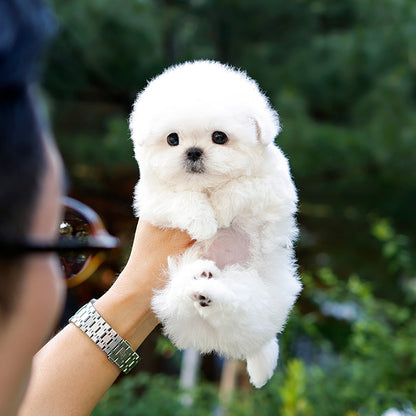 Bichon Frise - Nobin (Male)