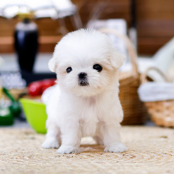 Maltese - Uang (Male)