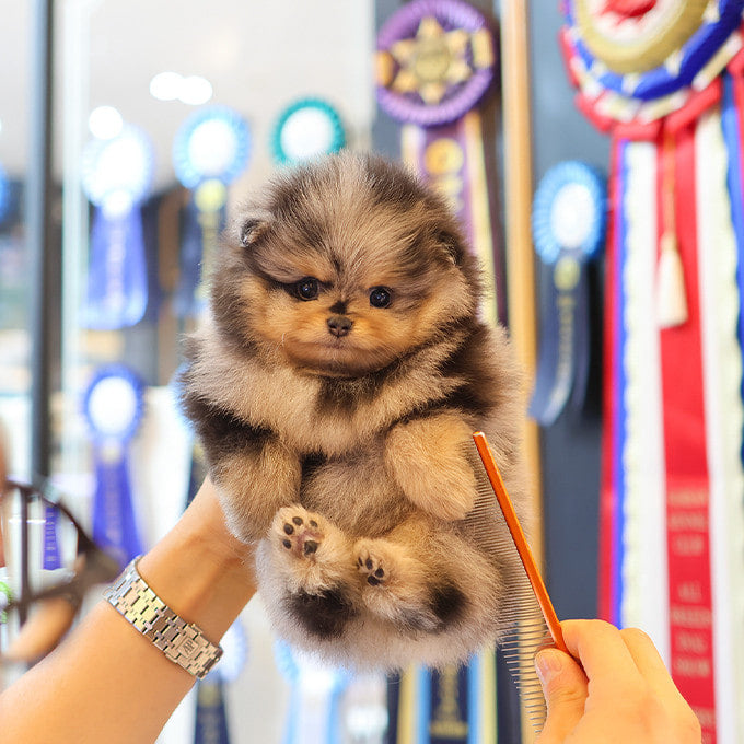 Pomeranian - Mongyi (Female)