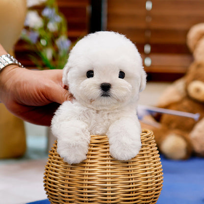 Bichon Frise - Chyuu (Female)