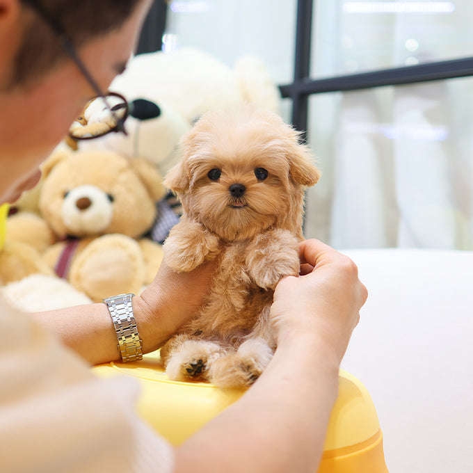 Maltipoo - Ruka (Female)