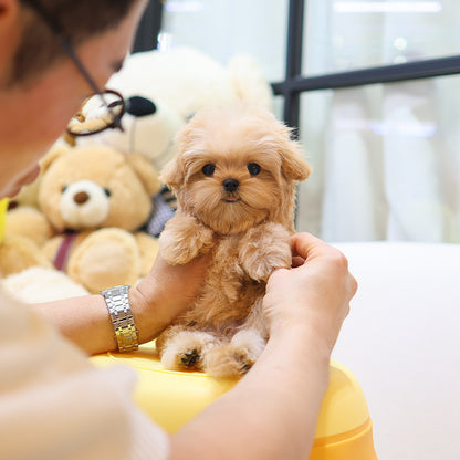 Maltipoo - Ruka (Female)