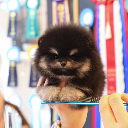 Pomeranian - Tori (Female)