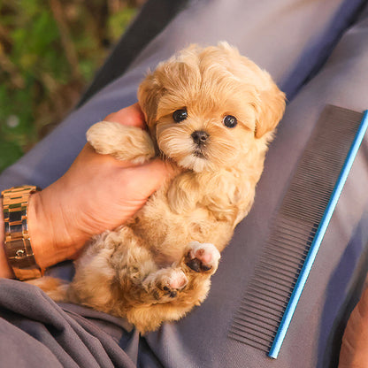 Maltipoo - Yuja (Female)