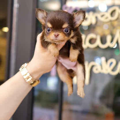 Chihuahua - Chyopa (Male)