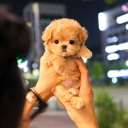 Maltipoo - Yeonyu (Female)