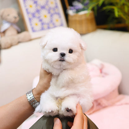 Bichon frise - Rosa (Female)