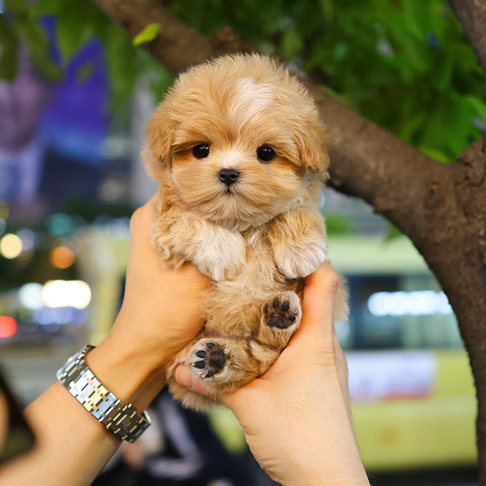 Maltipoo - Toffee (Male)