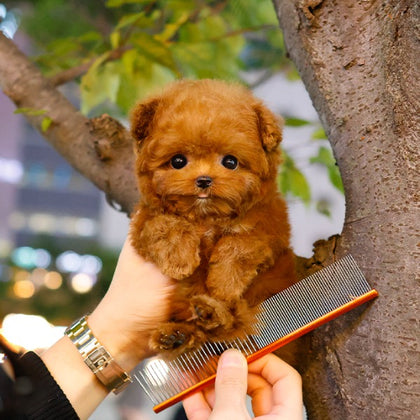 Poodle - Obong (Male)