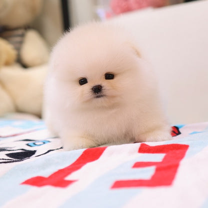 Pomeranian - Kre (Female)