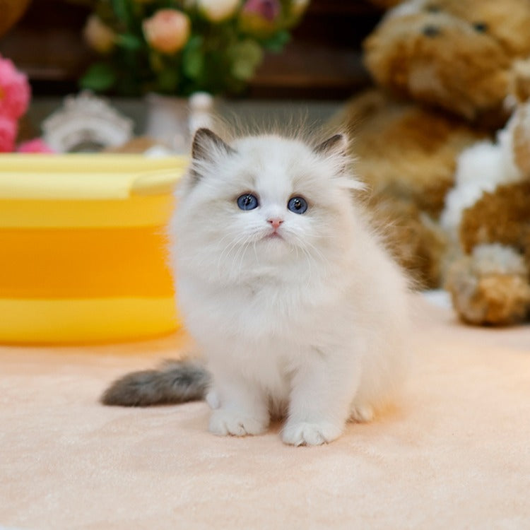 Ragdoll - Roji (Male)