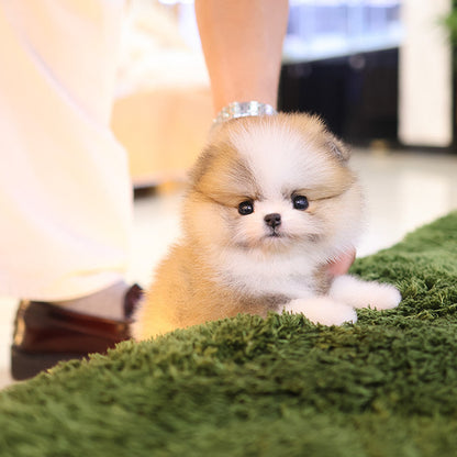 Pomeranian - Haru (Female)