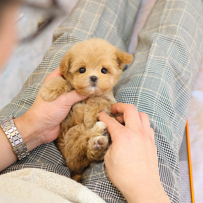 Maltipoo - Jjini (Female)