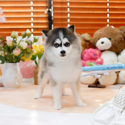 Pomsky - Sunding (Female)