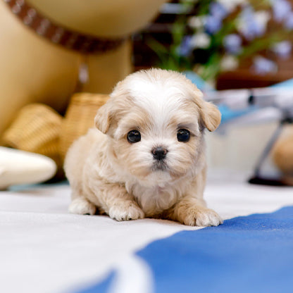 Maltipoo - Songi (Female)