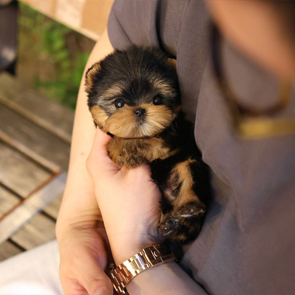 Yorkshire Terrier - Kiru (Male)