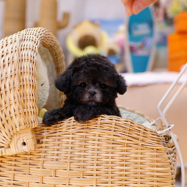 Poodle - Puha (Male)
