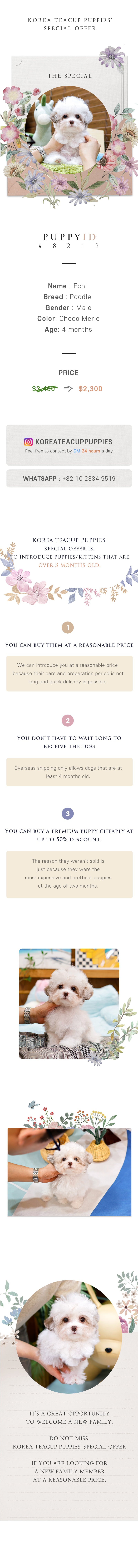 Poodle - Echi (Male)