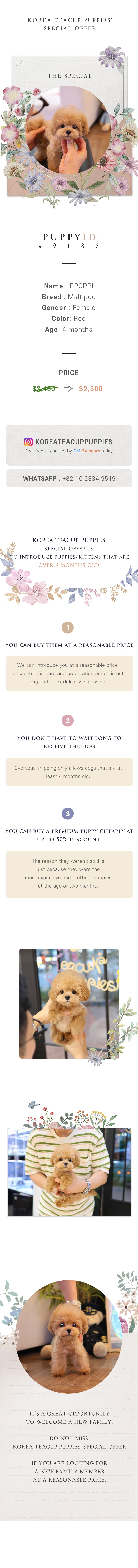Maltipoo - Ppoppi (Female)