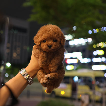 Poodle - Dorong (Female)