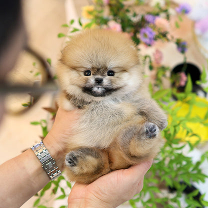 Pomeranian - Gimchi (Female)