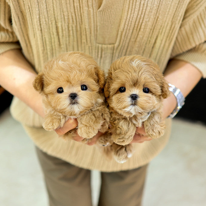 Maltipoo - Hotteok (Male)