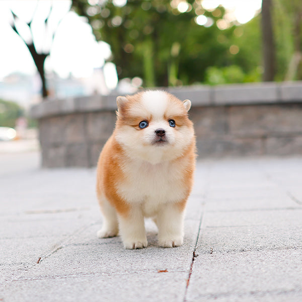 Pomsky - Pogeun (Female)