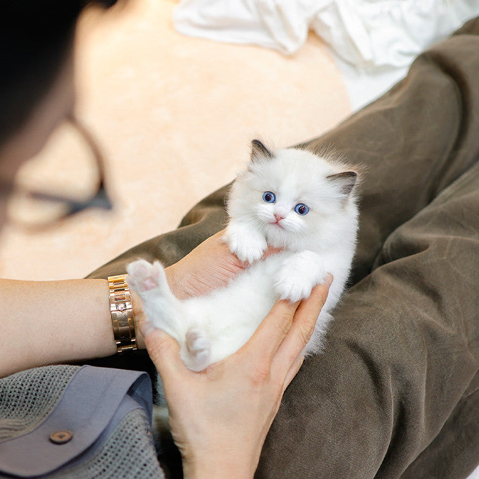 Ragdoll - Nora (Female)