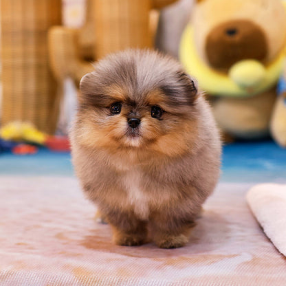 Pomeranian - Elmo (Female)