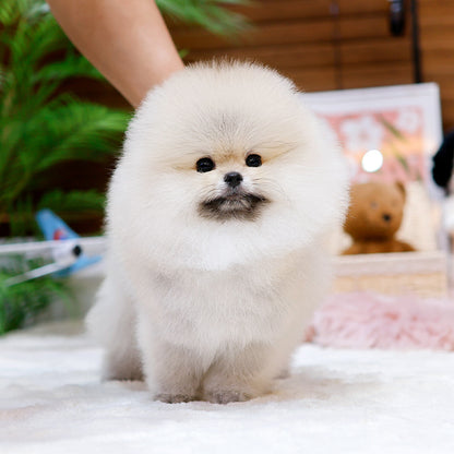 Pomeranian - Rokhi (Male)