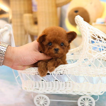 Poodle - Rini (Female)