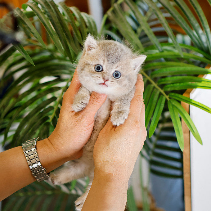 Munchkin - Ttangkong (Male)