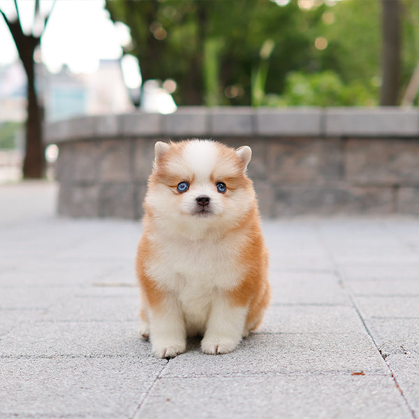 Pomsky - Pogeun (Female)