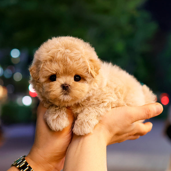 Maltipoo - Dangdang (Male)