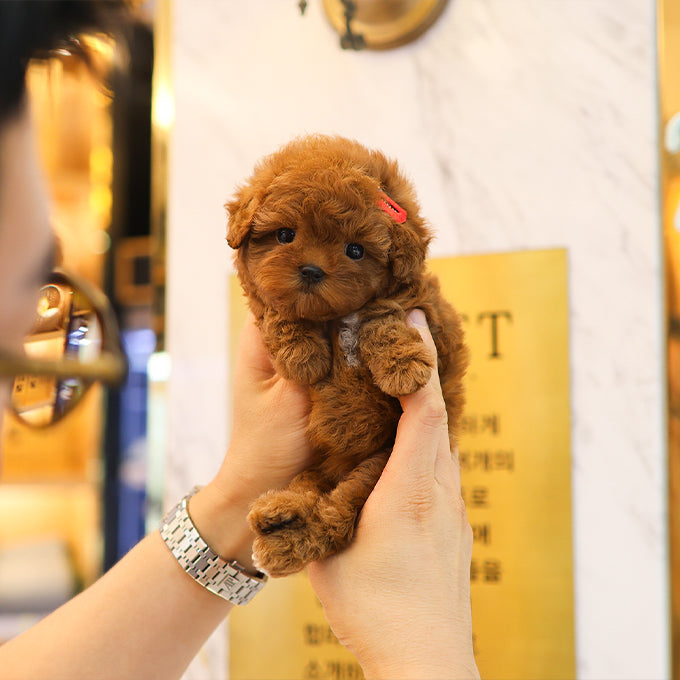 Poodle - Soy (Female)
