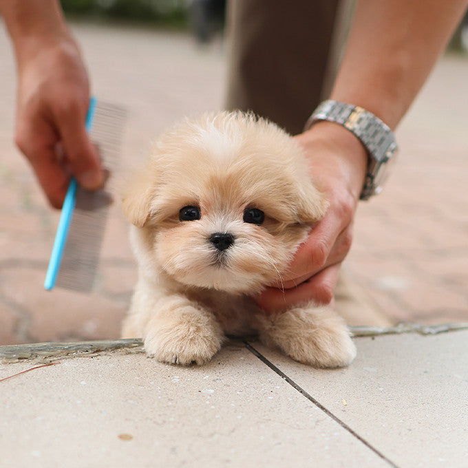 Maltipoo - Ddoddi (Male)