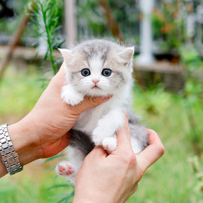British Shorthair - Maong (Female)