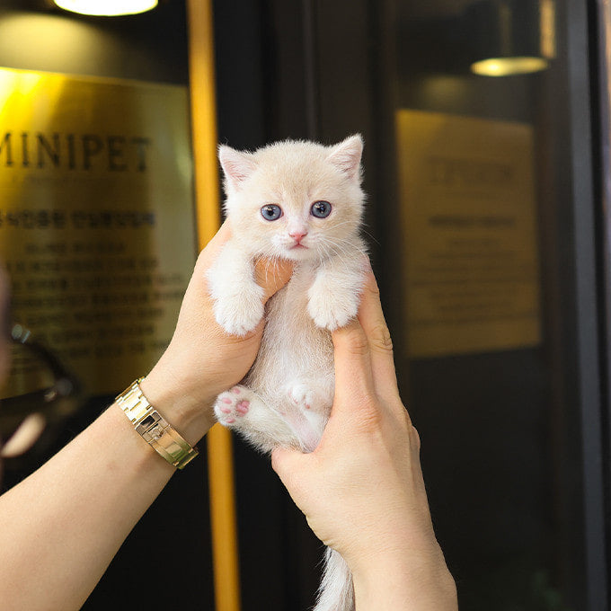 Munchkin - Ppangyi (Male)