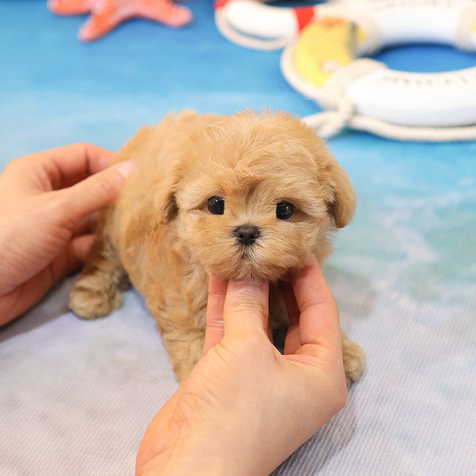 Maltipoo - Yuchae (Male)
