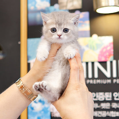 Munchkin - Kito (Female)