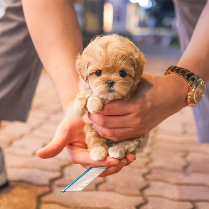 Maltipoo - Yuja (Female)