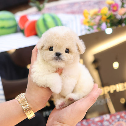 Maltipoo - Yugwa (Female)