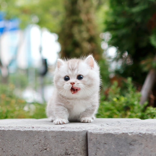 Munchkin - Rough (Male)