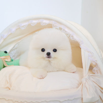 Pomeranian - Haon (Male)